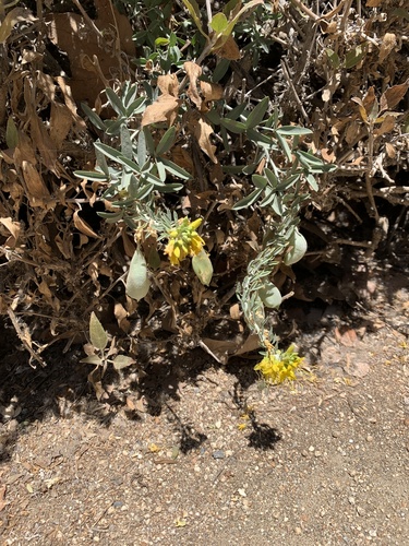 iNaturalist observation photo of Bladderpod
