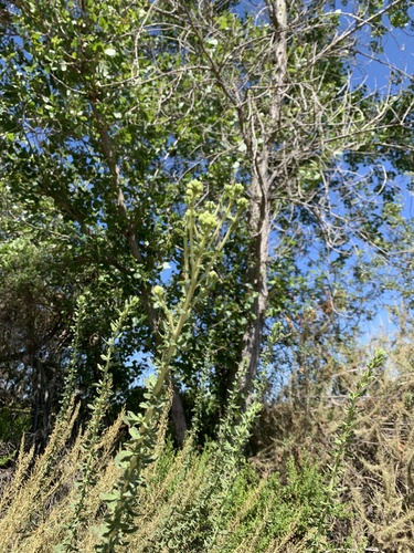 iNaturalist observation photo of Coastal Goldenbush
