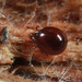 Liacaridae - Photo (c) kim fleming, todos los derechos reservados, subido por kim fleming