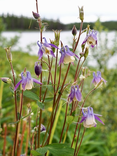 Aquilegia brevistyla Hook.