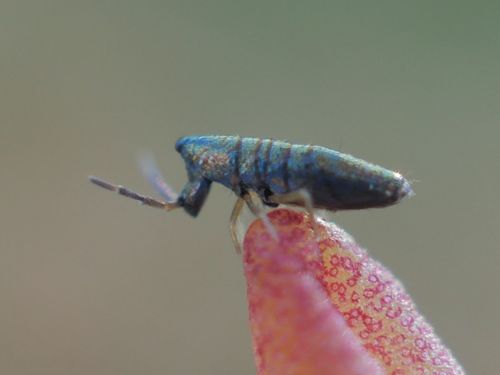 Entomobryomorpha nuotrauka