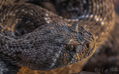 Atheris chlorechis, Green Bush Viper www.matthieu-berroneau…