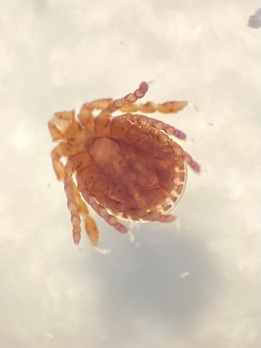 Rabbit Tick