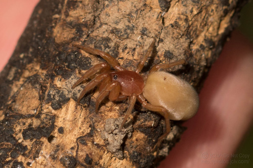 Orthonops lapanus · NaturaLista Colombia