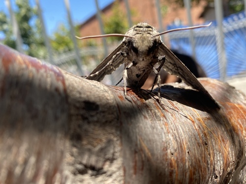 photo of Sphinx Moths (Sphingidae)