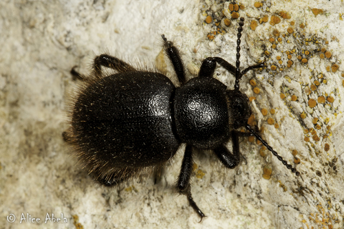 Woolly Darkling Beetle
