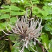 Exobasidium parvifolii - Photo (c) Jake Gessay, כל הזכויות שמורות, הועלה על ידי Jake Gessay