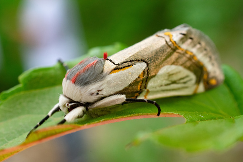 Metaplusia argyra