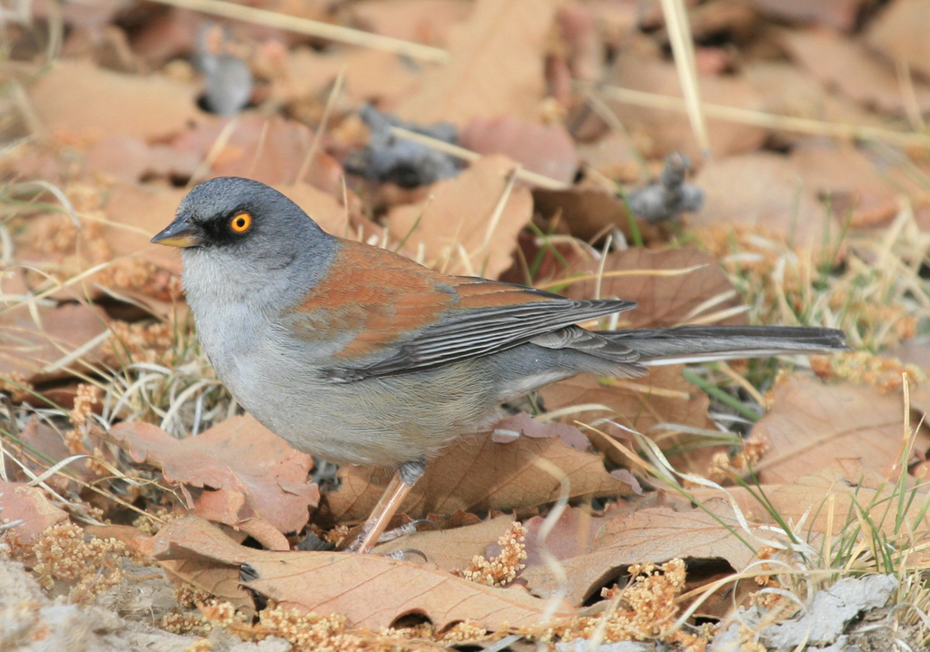 Yellow-eyed Junco photo
