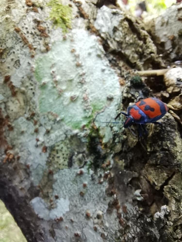 Hibiscus Harlequin Bug