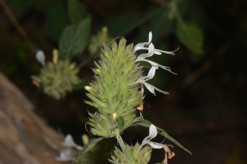 Dicliptera carvalhoi