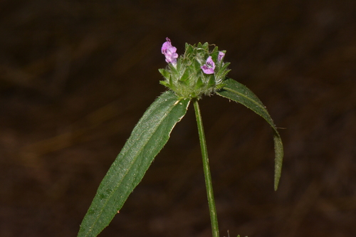 Dicliptera capitata