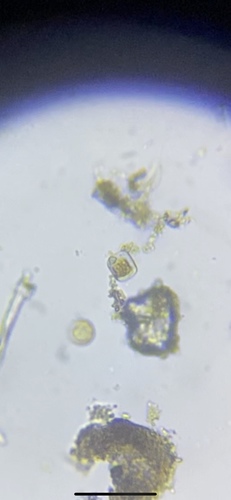 photo of Kelp, Diatoms, And Allies (Chromista)