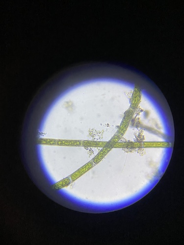 photo of Charophyte Algae (Charophyta)