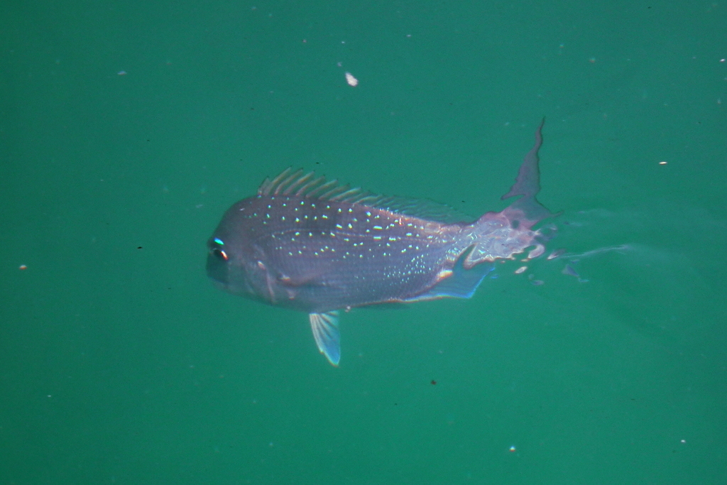 Australian Snapper