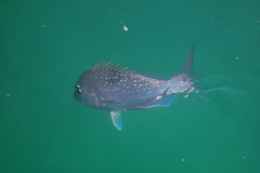 Australian Snapper