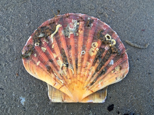 Great Scallop