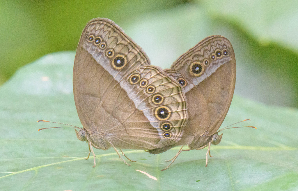Purple Bushbrown (Mycalesis orseis) · iNaturalist