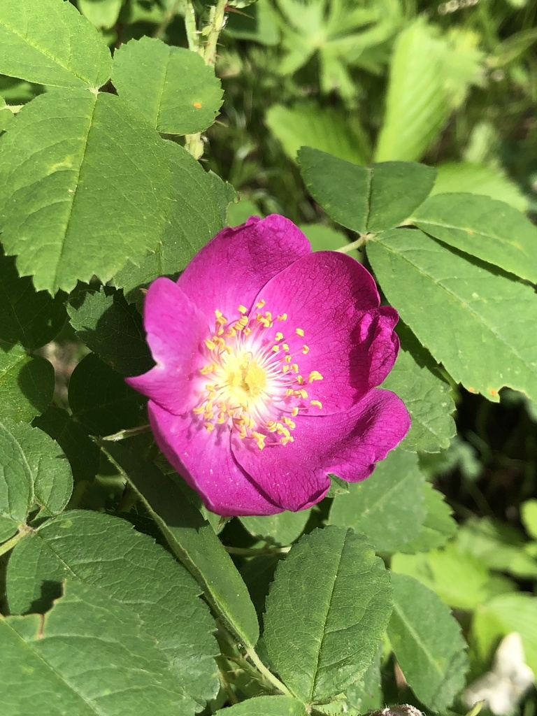 Prickly Wild Rose from Töv, MN on June 26, 2021 at 04:19 PM by Undruul ...