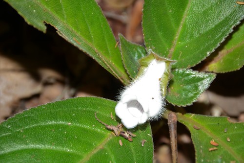 Sinningia barbata