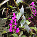 Sertifera purpurea - Photo (c) Johnny Wilson, all rights reserved, uploaded by Johnny Wilson