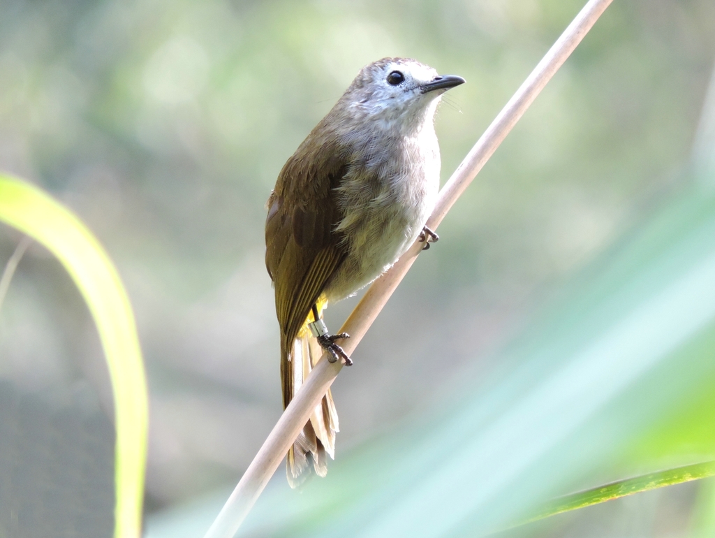 Pale-faced Bulbul (Pycnonotus leucops) photo
