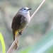 Pale-faced Bulbul - Photo (c) johsan65, all rights reserved, uploaded by johsan65