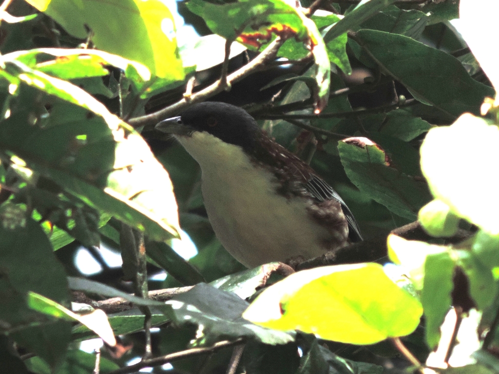 Spotted Crocias photo