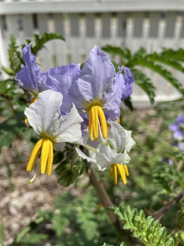 Solanum sisymbriifolium