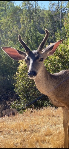 photo of California Mule Deer (Odocoileus hemionus californicus)