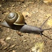 Southern California Shoulderband Snail - Photo (c) Rachel Shoop, all rights reserved, uploaded by Rachel Shoop