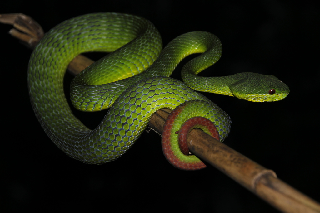 Trimeresurus guoi from Khun Nan, Chaloem Phra Kiat District, Nan 55130 ...