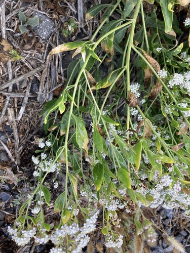 broadleaved pepperweed