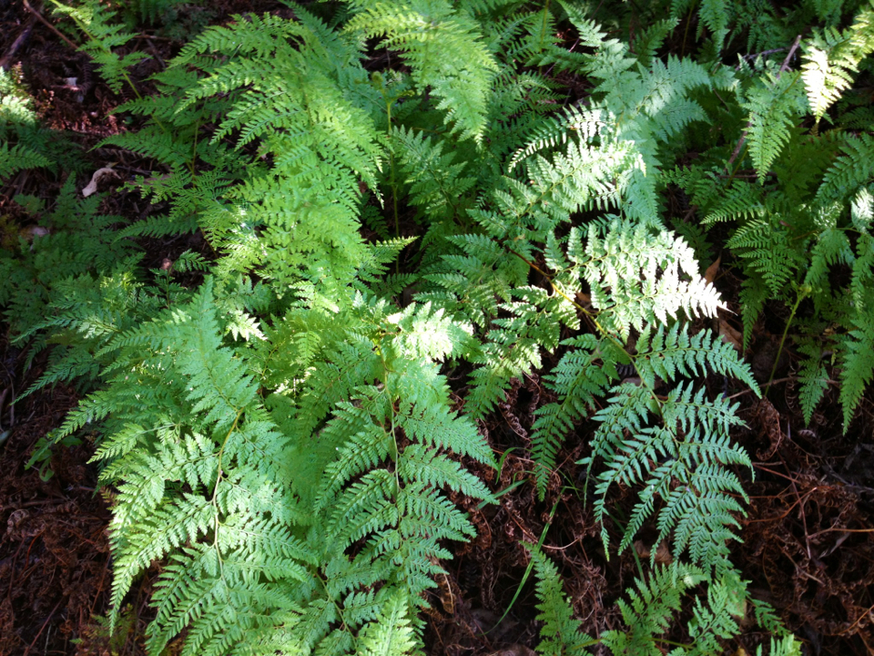 Hard fern from 3471, Okauia, Waikato, NZ on November 24, 2013 at 02:40 ...