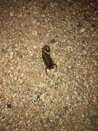 Centruroides infamatus