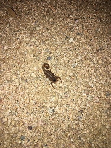 Centruroides infamatus