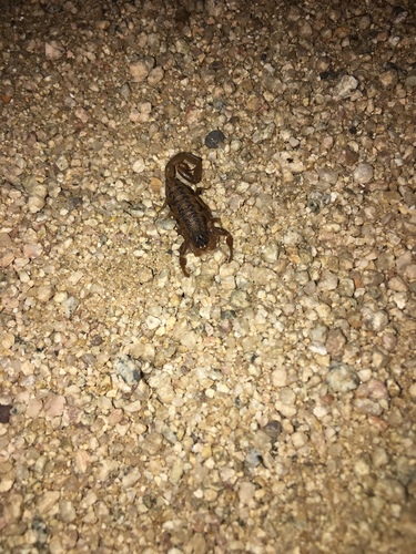Centruroides infamatus