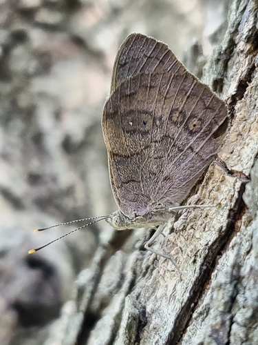 Dingy Purplewing
