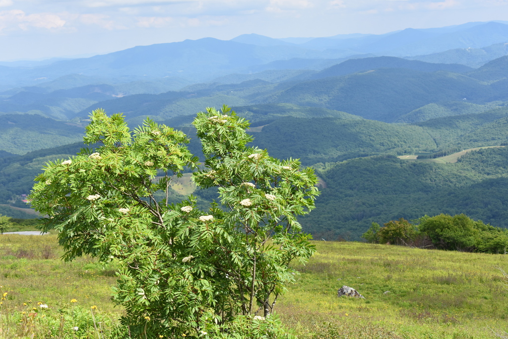 American mountain ash from Grayson County, VA, USA on June 23, 2021 at ...