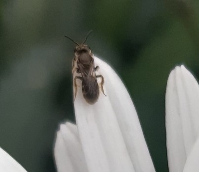 photo of Metallic Sweat Bees (Dialictus)