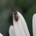 photo of Metallic Sweat Bees (Dialictus)