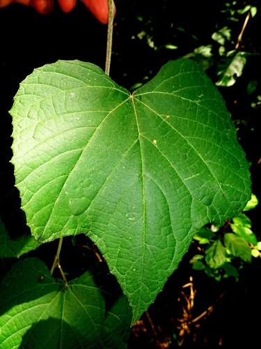 Vitis cinerea var. tomentosa