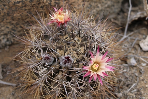 Eriosyce calderana