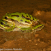 Mountaing Tree Frog - Photo (c) Luis Felipe Lozano Román, all rights reserved, uploaded by Luis Felipe Lozano Román