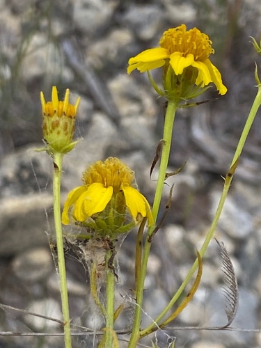 Dysodiopsis tagetoides (Torr. & A.Gray) Rydb.