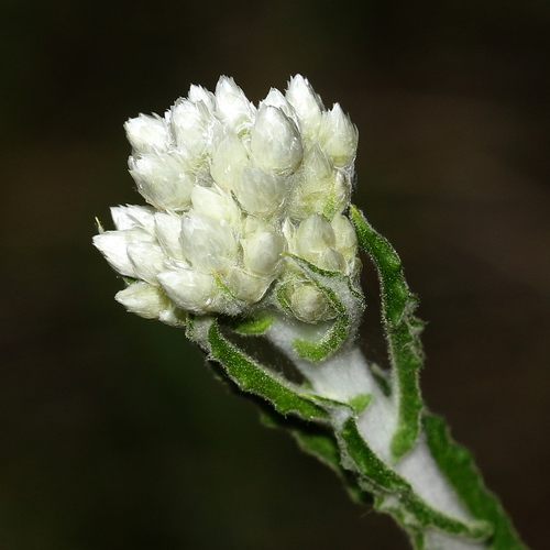 Pseudognaphalium biolettii Anderb.