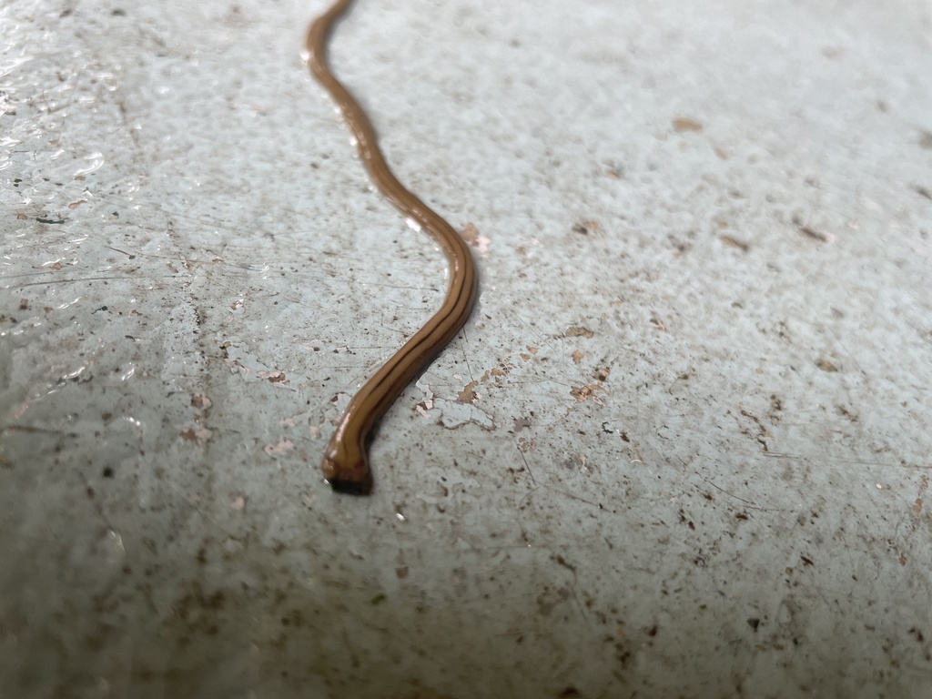 broadhead planarians from Oxford Dr, Virginia Beach, VA, US on June 26
