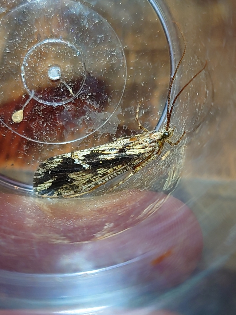 Giant Casemaker Caddisflies from Mühlberg, 83329 Waging am See