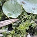 photo of Crescent-cup Liverwort (Lunularia cruciata)