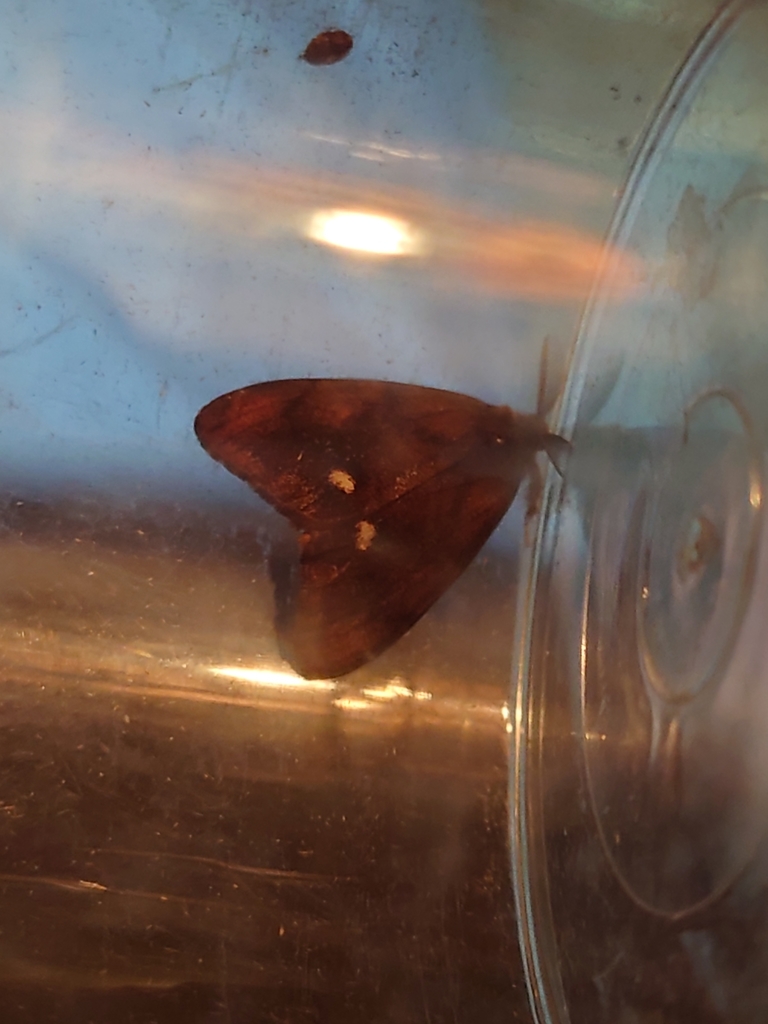 Rusty Tussock Moth from Mühlberg, 83329 Waging am See, Deutschland on ...